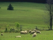 Καταρροϊκός στα πρόβατα. Κατάρρευση των κτηνοτρόφων