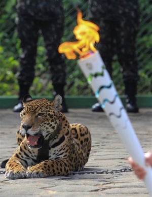 Ολυμπιακοί του Ρίο: Σκότωσαν τζάγκουαρ σε λαμπαδηδρομία