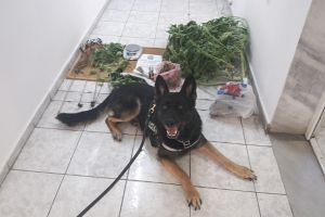Είχε 38 κιλά κάνναβη στο αυτοκίνητό του αλλά υπολόγιζε χωρίς τη... Minnie