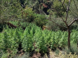 Περισσότερα από 2.000 δενδρύλλια χασίς σε φυτεία στη Λακωνία