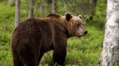 Θεσσαλονίκη: Σκοτώνουν άγρια ζώα με δηλητηριασμένα δολώματα- Aρκούδα, χρυσαετός και κιρκινέζι νεκρά στη