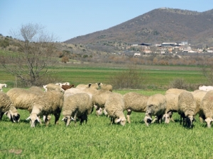 Σε ύφεση ο καταρροϊκός
