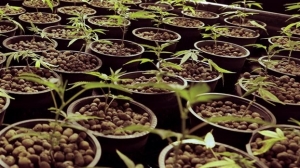 Την παραγωγή κάνναβης για σοβαρές παθήσεις αρχίζει ο ιταλικός στρατός