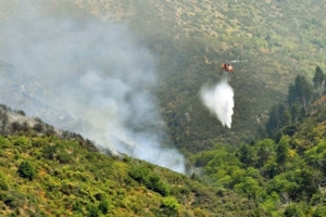 Φωτιά σε πευκοδάσος στις Φέρες Αλεξανδρούπολης