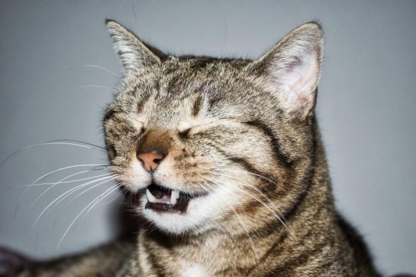Έρευνα εντόπισε την πρώτη μετάδοση κορονοϊού από γάτα σε άνθρωπο