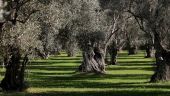 Προσφέρουν πολλές δυνατότητες τα αιωνόβια δέντρα