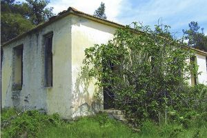 «Οι βουβοί μάρτυρες του Χρυσόκαμπου»