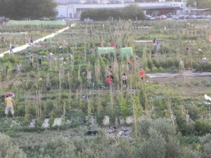 Φτιάξε το δικό σου λαχανόκηπο με τη στήριξη του Α.Π.Θ.