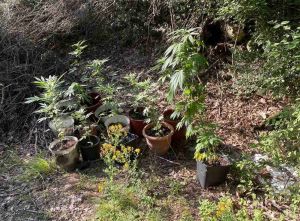 Θεσσαλονίκη: Καλλιεργούσε κάνναβη σε δασική έκταση (pic)