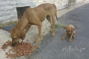 Μπήκαν αδέσποτα στην αυλή της και δεν ξέρει πως να τα διώξει...