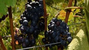 Ευρωπαϊκό Συνέδριο για τα οινοπέδια των λιμνών στην περιοχή Αμυνταίου