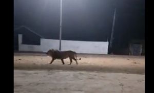 Ινδία: Ατρόμητα σκυλιά καταδίωξαν λιοντάρι που είχε μπει σε χωριό – Δείτε βίντεο