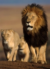 Λιοντάρι κατασπάραξε τουρίστρια στη Νότιο Αφρική