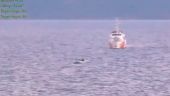 Βίντεο λιμενικού: Τουρκικές ακταιωροί συνοδεύουν βάρκες με μετανάστες στα χωρικά ύδατα