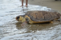 Και άλλη ευρωκαμπάνα για την Caretta caretta