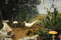 Μουσείο για τα... μανιτάρια στα Μετέωρα