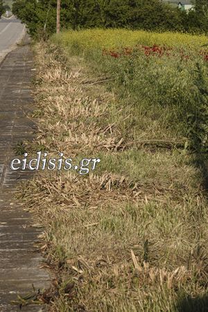 Κατέστρεψαν δεκάδες πικροδάφνες, σεληνιακό τοπίο η είσοδος του Χέρσου Κιλκίς