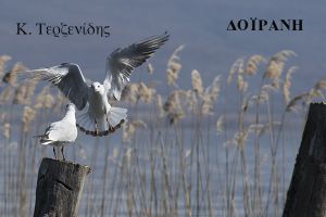 Δοϊράνη, λόγια του αέρα, κουβέντες της σιωπής!