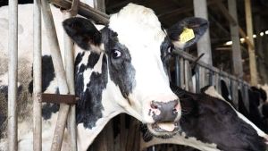 Αγωνία στα ανοιχτά της Τουρκίας: 58 αγελάδες πέθαναν και 140 γέννησαν εν πλω