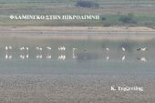 Φλαμίνγκο στην Πικρολίμνη του ν. Κιλκίς, στη σειρά και επί δύο!