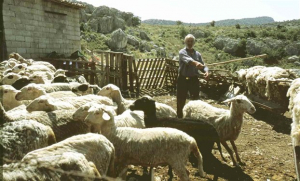 Σε στάβλο στο Κορωπί οι έρευνες για τη δράση του Αφγανού με τα εκρηκτικά