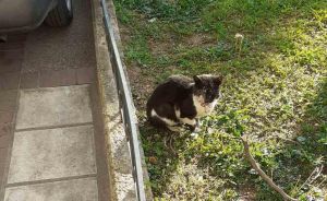 Θεσσαλονίκη: Νέο περιστατικό κακοποίησης γάτας – «Δέχθηκε κλωτσιά στο κεφάλι, έσπασε η γνάθος»