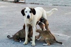 Υπέροχες στιγμές στην πλατεία Αξιοχωρίου