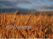 Κόλλησε στα 15 – 16 λεπτά η τιμή του σκληρού σταριού