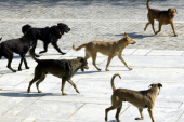 Δήμος Κιλκίς: Πέμπτος σε χρηματοδότηση για τη διαχείριση των αδέσποτων ζώων