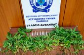 Αστυνομικοί της Παιονίας συνέλαβαν στη Θεσσαλονίκη ημεδαπός για καλλιέργεια 59 δενδρυλλίων κάνναβης