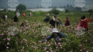 Βουλγαρία – ΒΤΑ: Η περίοδος συγκομιδής των τριαντάφυλλων αρχίζει στο Καζανλάκ