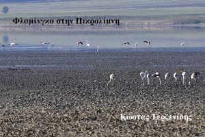 Φλαμίνγκο. Αναζητώντας τροφή στην Πικρολίμνη του ν. Κιλκίς