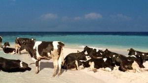 Αγωνία στα ανοιχτά της Τουρκίας: 3.000 αγελάδες σε κίνδυνο σε πλοίο εδώ και τρεις εβδομάδες