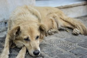Δήλωσε μετανοιωμένος στον Εισαγγελέα Κιλκίς ο 72χρονος που σκότωσε τον σκύλο. Αφέθηκε ελεύθερος μέχρι τη δίκη του