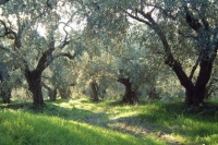 Σε κίνδυνο ο ελαιώνας της Κέρκυρας
