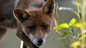 Ξεκινάει το πρόγραμμα αξιολόγησης της αποτελεσματικότητας των εμβολιασμών των κόκκινων αλεπούδων κατά της λύσσας