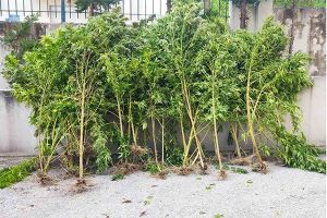 Από το Τμήμα Ασφάλειας Κιλκίς συνελήφθη άτομο στην Πέλλα με 36 δενδρύλλια κάνναβης