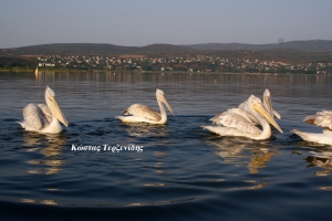 Κοχυλοπαρμένοι…