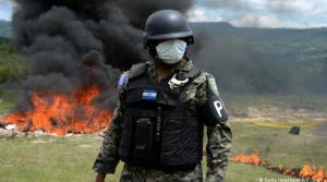 «Ιστορική» κατάσχεση δενδρυλλίων κόκας: Επί 3 ημέρες ξερίζωναν πάνω από 1,6 εκατ. δενδρύλλια στην Ονδούρα