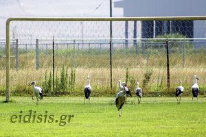 Αποκλειστικό: Έσπασαν την καραντίνα κι έστησαν αγώνα ποδοσφαίρου στη Νέα Καβάλα!