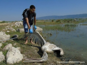 Μικρόβιο σκότωσε τα πτηνά στην Κάρλα