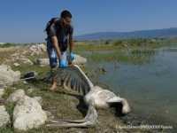 Μικρόβιο σκότωσε τα πτηνά στην Κάρλα