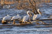 Δοϊράνη, χαλαρά οι αργυροπελεκάνοι, λίγο πριν ο ήλιος δύσει...