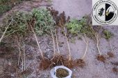Αστυνομικοί του Κιλκίς ξερίζωσαν στη Θεσσαλονίκη δενδρύλλια κάνναβης 2,5 μέτρων