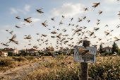 Ακρίδες σε πολλές περιοχές της Βόρειας Ελλάδας – Γιατί τώρα είναι δύσκολη η αντιμετώπισή τους