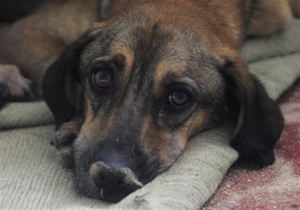 FBI: Η βία στα ζώα είναι «έγκλημα ενάντια στην κοινωνία»