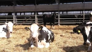 Επείγουσα αίτηση για επιδότηση 0,10€/λίτρο και εθνική στρατηγική στην αγελαδοτροφία