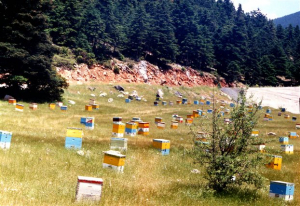 Σάμος: 70χρονος κατηγορείται για 40 κλοπές μελισσιών