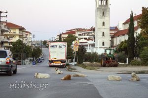 Φιλοζωικός Κιλκίς: Τα αδέσποτα δεν είναι ημιάγρια, τη φροντίδα του δήμου χρειάζονται