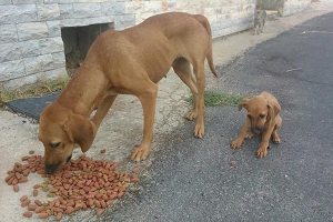 Υποχρεωτική η ετήσια δήλωση όλων των δεσποζόμενων ζώων συντροφιάς στο Μητρώο του Δήμου Κιλκίς